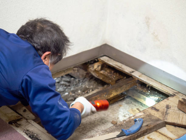Best Mold Testing and Inspection Services in North Syracuse, NY