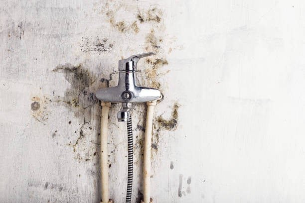 Best DIY Mold Remediation Support Services in North Syracuse, NY