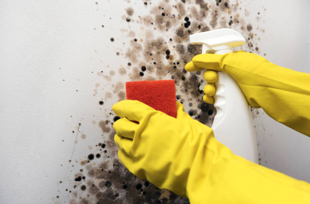 Best Emergency Mold Remediation in North Syracuse, NY